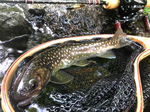 イワナの釣果