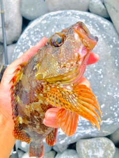 カサゴの釣果