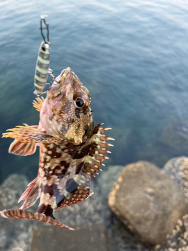 ガシラの釣果