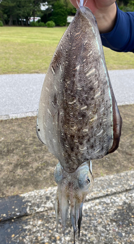 モンゴウイカの釣果