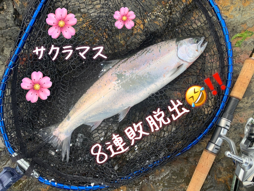 サクラマスの釣果