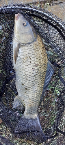 ギンブナの釣果