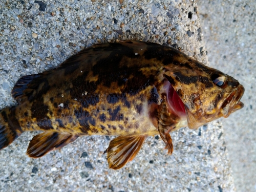 カサゴの釣果