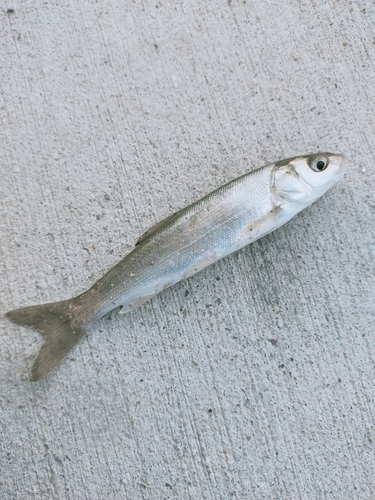 ウグイの釣果