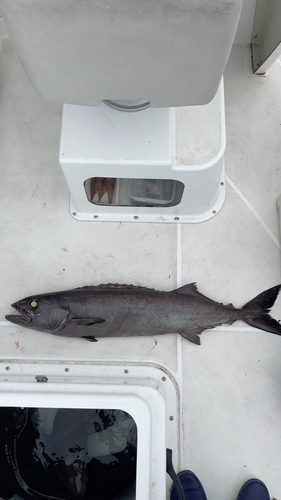 バラムツの釣果