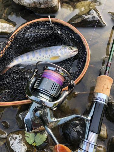 イワナの釣果