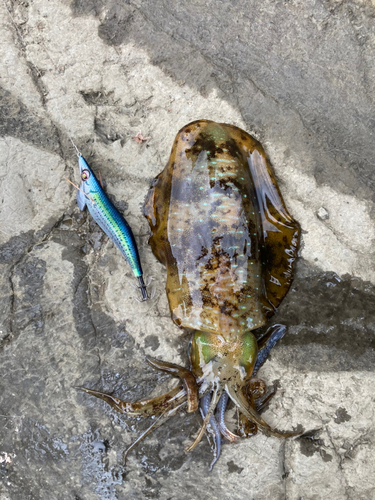 アオリイカの釣果