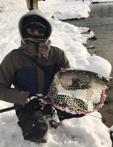 イトウの釣果