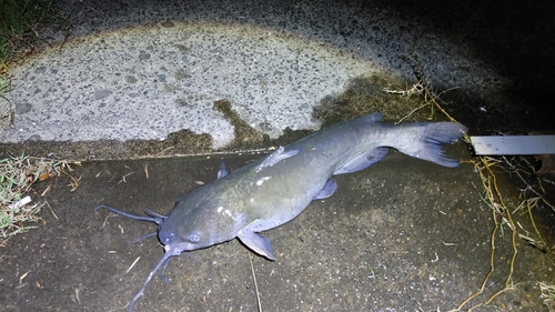 アメリカナマズの釣果