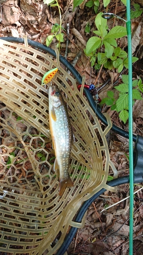 アメマスの釣果