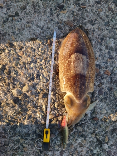 コウイカの釣果