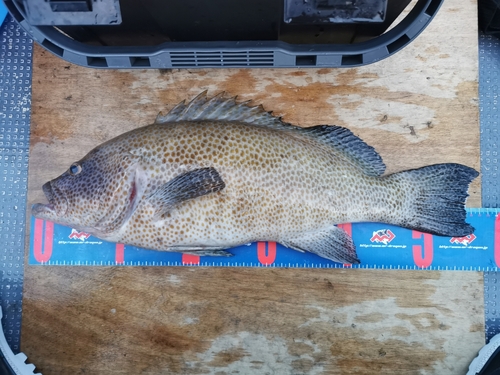 オオモンハタの釣果