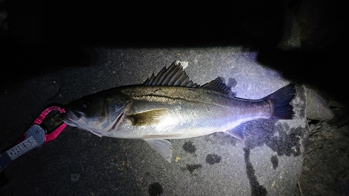 フッコ（マルスズキ）の釣果