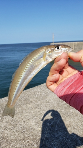 キスの釣果