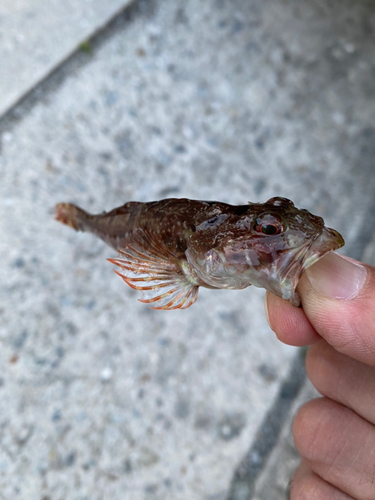 アナハゼの釣果