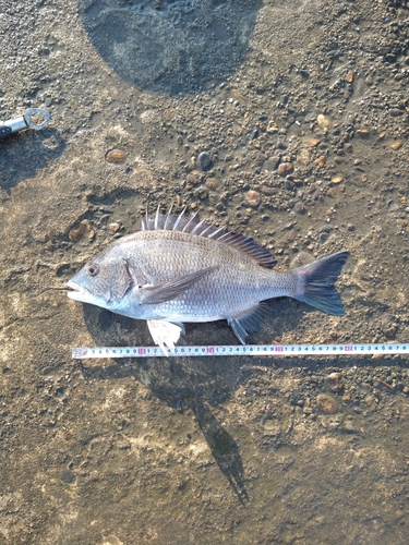 チヌの釣果