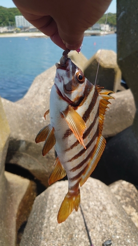 タカノハダイの釣果