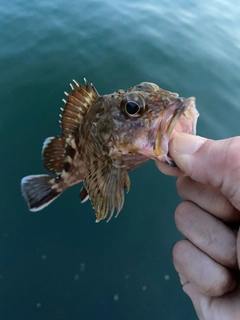 ガシラの釣果