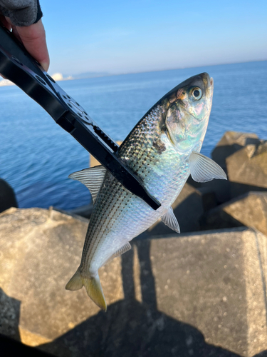 コノシロの釣果