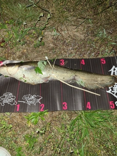 ナマズの釣果
