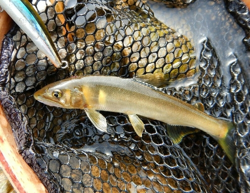 アユの釣果