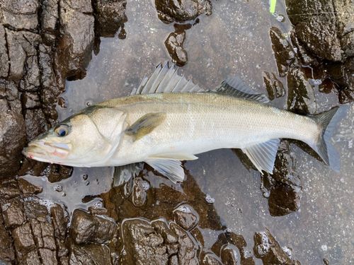 マルスズキの釣果