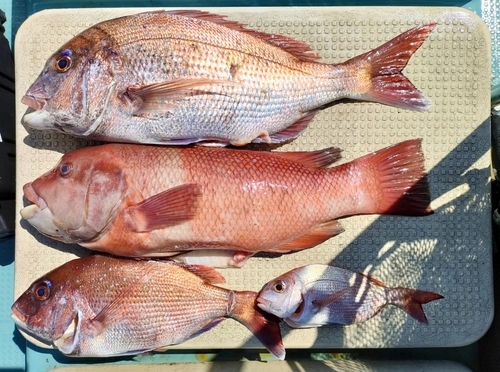 マダイの釣果