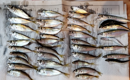 アジの釣果