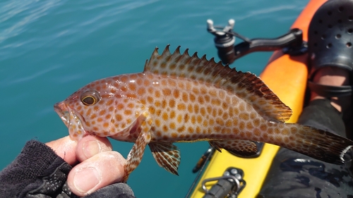 オオモンハタの釣果