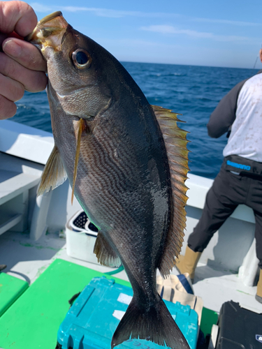 イサキの釣果