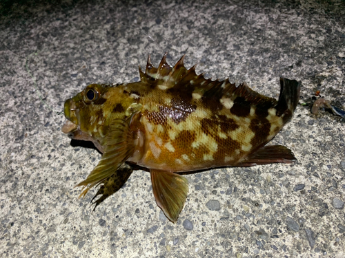 カサゴの釣果