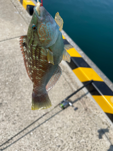 アラカブの釣果