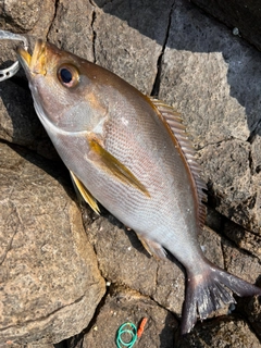 イサキの釣果