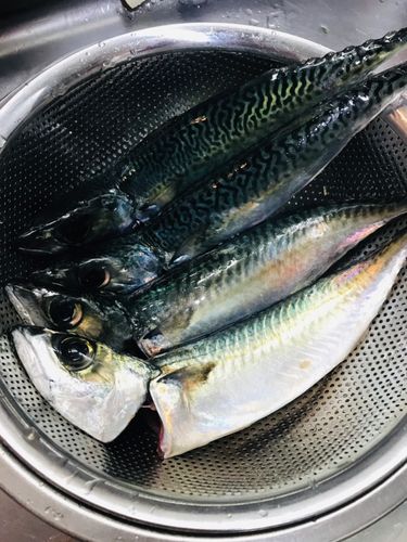 サバの釣果