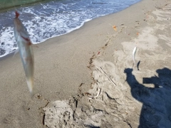 キスの釣果