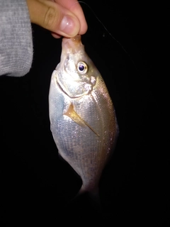 ウミタナゴの釣果