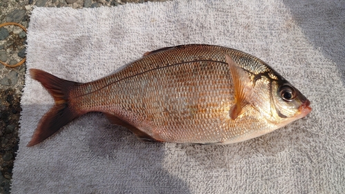 ウミタナゴの釣果