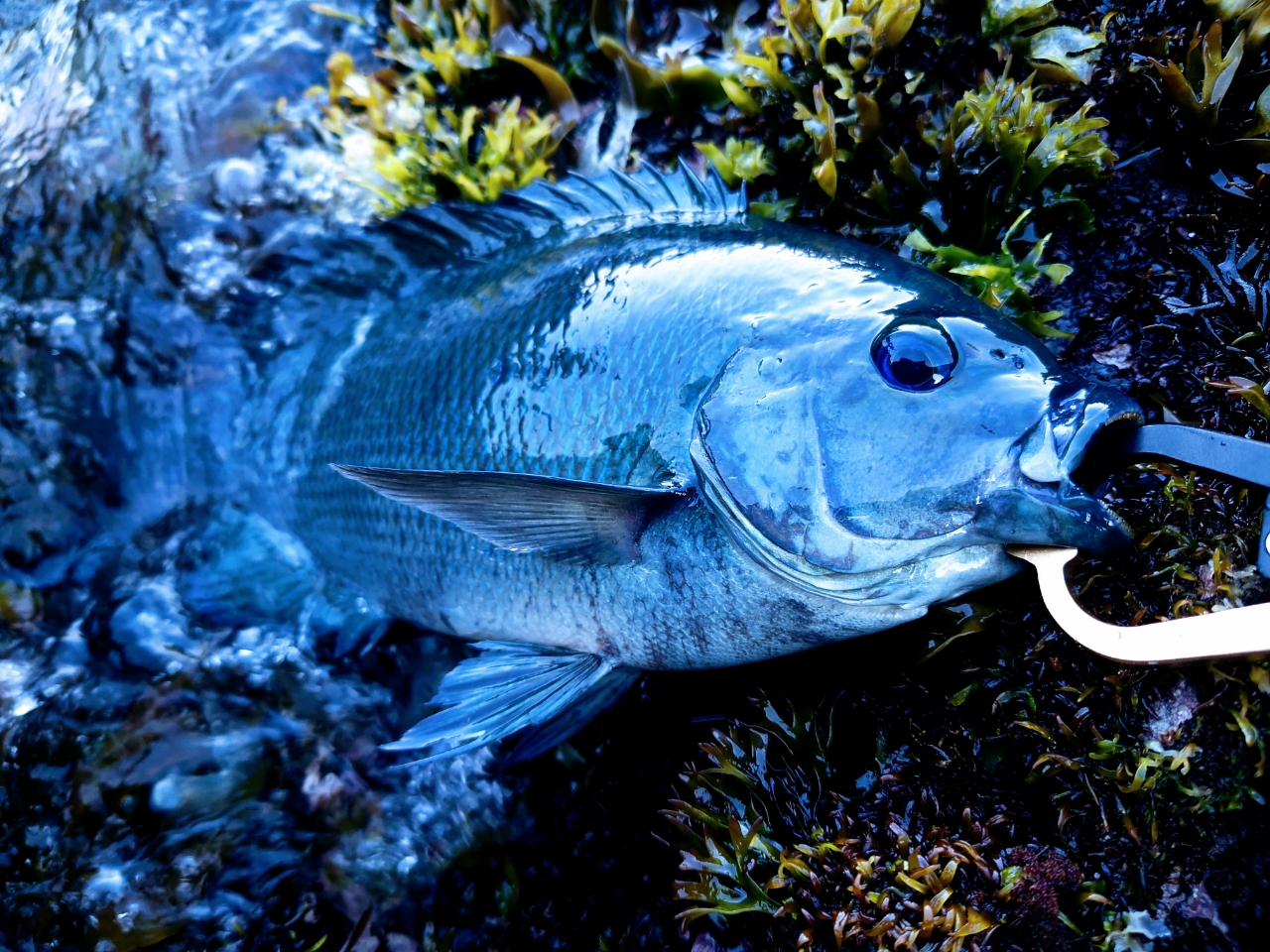 クチブトグレ