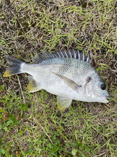 キビレの釣果