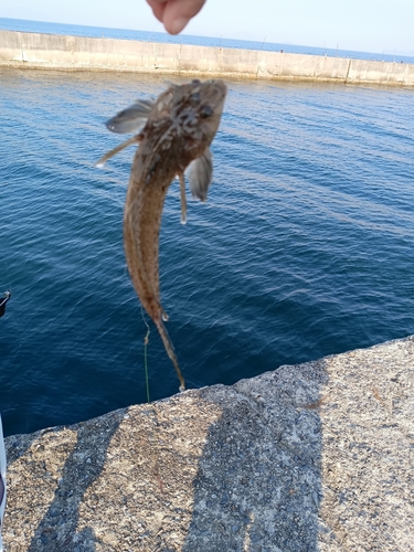 コチの釣果