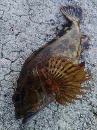 タケノコメバルの釣果