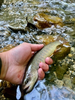 ヤマトイワナの釣果