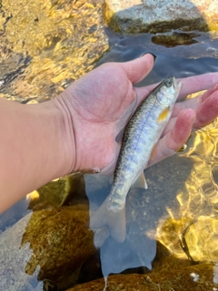 カワサバの釣果