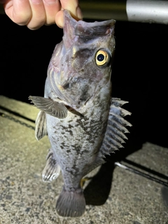 クロソイの釣果