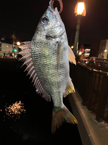 キビレの釣果