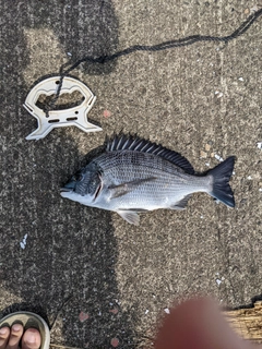 クロダイの釣果