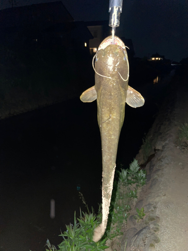 ナマズの釣果