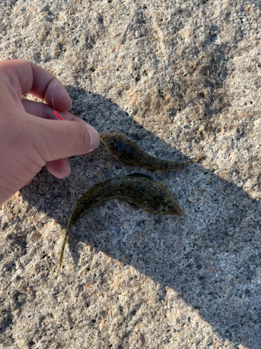 メゴチの釣果