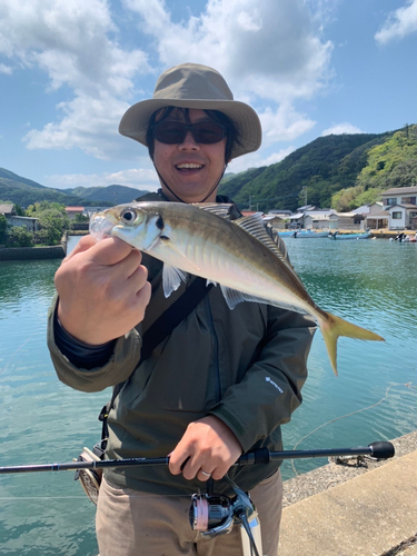 マアジの釣果