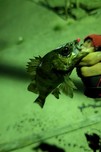 シロメバルの釣果